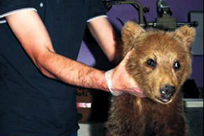 Yavru ayıya kıymalı pide