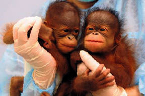 İkiz Orangutanlar
