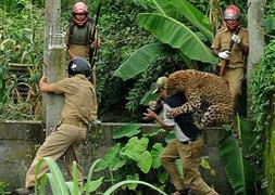 Leopar köylülere saldırdı: 6 yaralı