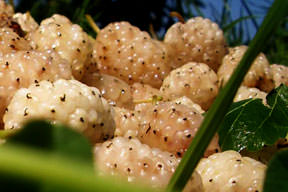 Dut yerken can verdi