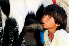 Süt çocuğu