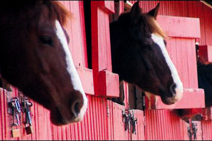 At koşar, çete şaşar