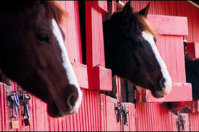 At koşar, çete şaşar