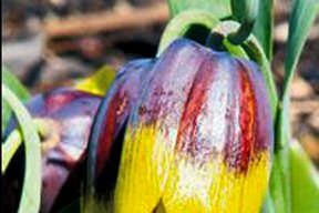 Ters lale hırsızlarına 56 bin lira ceza