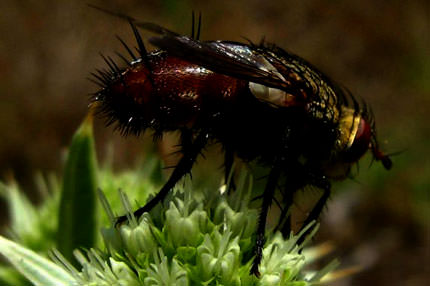 Sineklere ilaç yerine kekik