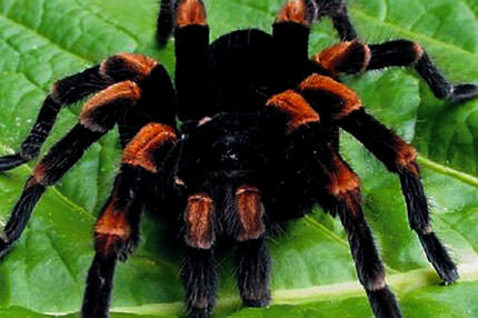 Yataktaki iktidar Karadul’da