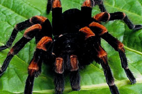 Yataktaki iktidar Karadul’da