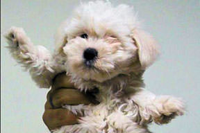 Çantada köpek kaçakçılığı