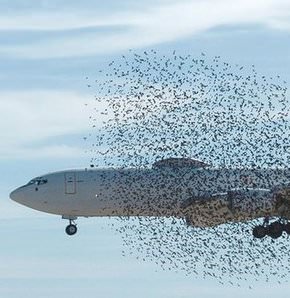 Kuşlar izin vermedi