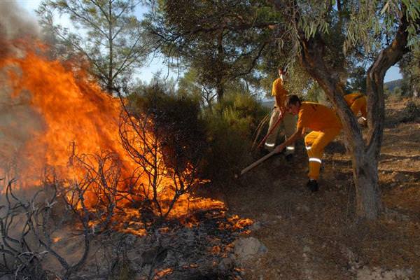 Aydın'da 7 dekarlık alan yandı