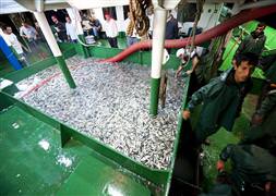 Balık sezonu bereketle açıldı