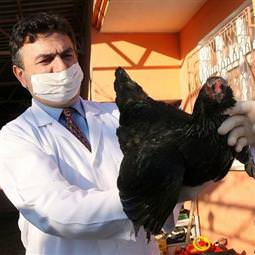 Bakanlıktan kuş gribi açıklaması