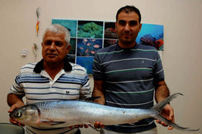 Bin km yüzerek geldi