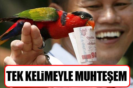 Hayvanların Muhteşem Fotoğrafları