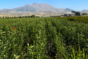 2500 ziraatçi aranıyor