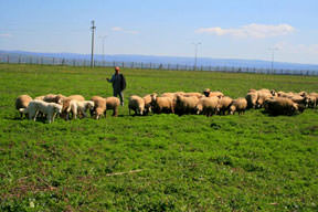 Koyun ve keçiye çip takılıyor
