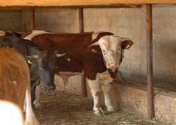 Kurban kesecekler bu habere dikkat