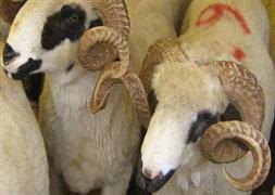 Kurban keseceklerin dikkatine!