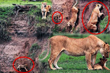 Aslan parçası