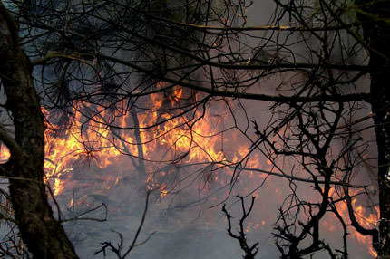 Ormanlarımız yine alev alev