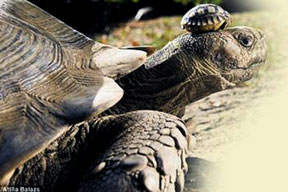 Yavruları başının tacı