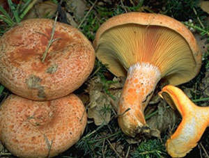 Kanser için yeni umut