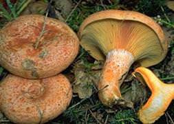 Kanser için yeni umut