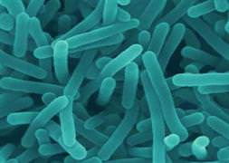 ABD'de salgın paniği