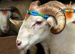 Kurban keseceklere ultrason ücretsiz!