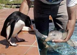 Yetim kalan yunusa koruma