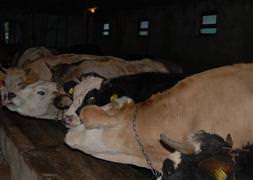 Kurbanlıklar pazarda