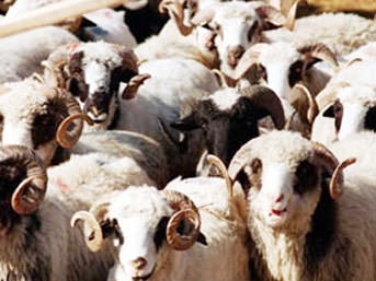 Kurban keseceklere önemli uyarılar