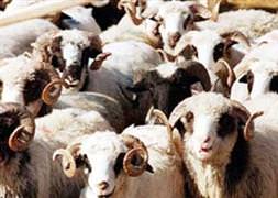 Kurban keseceklere önemli uyarılar