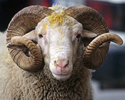 Kurban bedelleri belli oldu