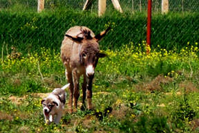 Anadolu eşeği hareketi