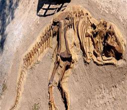 280 milyon yaşında bir kertenkele bulundu