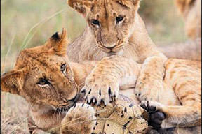 Aslanların oyuncağı...