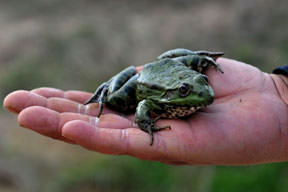 Restoranda vırak servis