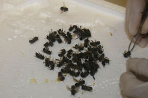 Kırışıklıklara arı zehri