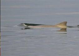 Dünyada ilk kez görüntülendi