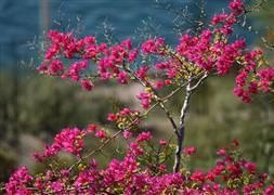 Sıcaklık, kuzey kesimlerde artıyor