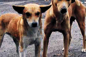 Sahibi içti onlar kanser oldu