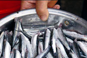 EBK balık da pazarlayacak