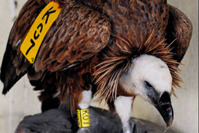 Kızıl akbaba ajan değilmiş