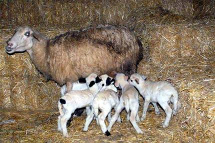 Yediz doğurdu gözleri açıldı