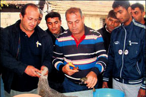 Kurbağa yüzmeyi öğreniyorlar