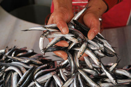 Kaçan hamsi kovalanır