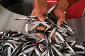 Kaçan hamsi kovalanır