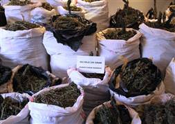 PKK'ya uyuşturucu darbesi