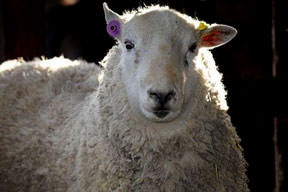 1 günde 33 koyunu hamile bıraktı